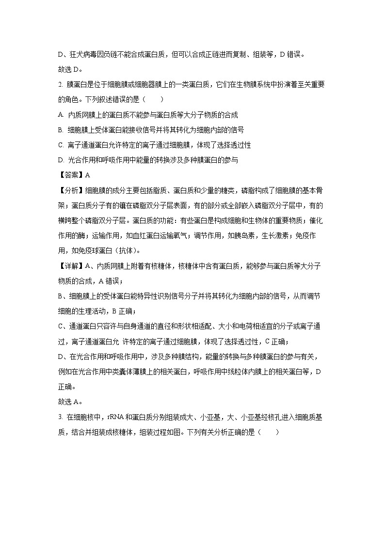 2024-2025学年湖北省武汉市江岸区高三上学期11月调考生物试卷（解析版）第2页