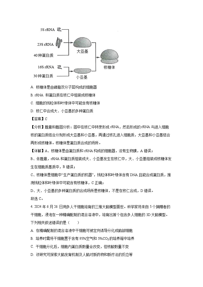 2024-2025学年湖北省武汉市江岸区高三上学期11月调考生物试卷（解析版）第3页