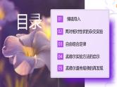 1.2孟德尔的豌豆杂交实验（二）（第1课时）课件-2024-2025学年高一下学期生物（人教版2019必修2）