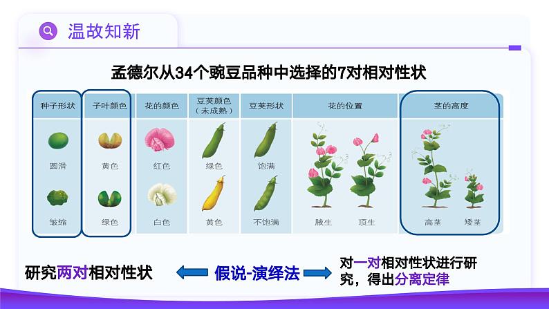 1.2孟德尔的豌豆杂交实验（二）（第1课时）课件-2024-2025学年高一下学期生物（人教版2019必修2）第4页