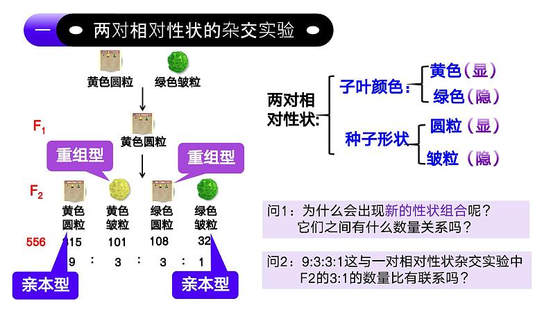 1.2孟德尔的豌豆杂交实验（二）（第1课时）课件-2024-2025学年高一下学期生物（人教版2019必修2）第6页