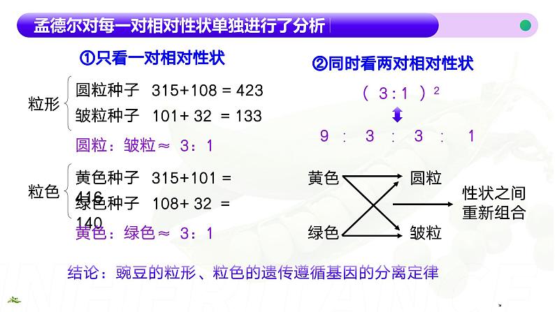 1.2孟德尔的豌豆杂交实验（二）（第1课时）课件-2024-2025学年高一下学期生物（人教版2019必修2）第7页