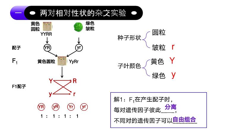 1.2孟德尔的豌豆杂交实验（二）（第1课时）课件-2024-2025学年高一下学期生物（人教版2019必修2）第8页