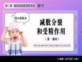 2.1.1 减数分裂（第1课时 减数分裂相关概念和精子的形成过程）课件-2024-2025学年高一下学期生物（人教版2019必修2）
