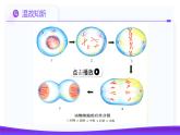 2.1.1 减数分裂（第1课时 减数分裂相关概念和精子的形成过程）课件-2024-2025学年高一下学期生物（人教版2019必修2）