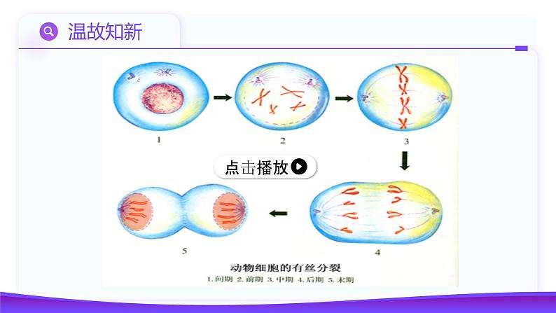 2.1.1 减数分裂（第1课时 减数分裂相关概念和精子的形成过程）课件-2024-2025学年高一下学期生物（人教版2019必修2）第3页