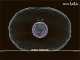 2.1.1 减数分裂（第1课时 减数分裂相关概念和精子的形成过程）课件-2024-2025学年高一下学期生物（人教版2019必修2）