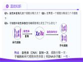 2.1.1 减数分裂（第1课时 减数分裂相关概念和精子的形成过程）课件-2024-2025学年高一下学期生物（人教版2019必修2）