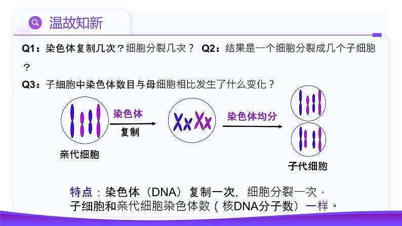 2.1.1 减数分裂（第1课时 减数分裂相关概念和精子的形成过程）课件-2024-2025学年高一下学期生物（人教版2019必修2）第5页