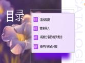 2.1.1 减数分裂（第1课时 减数分裂相关概念和精子的形成过程）课件-2024-2025学年高一下学期生物（人教版2019必修2）