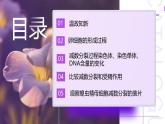 2.1.1 减数分裂（第2课时 卵细胞的形成及观察蝗虫精母细胞减数分裂装片）课件-2024-2025学年高一下学期生物（人教版2019必修2）