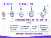 2.1.1 减数分裂（第2课时 卵细胞的形成及观察蝗虫精母细胞减数分裂装片）课件-2024-2025学年高一下学期生物（人教版2019必修2）