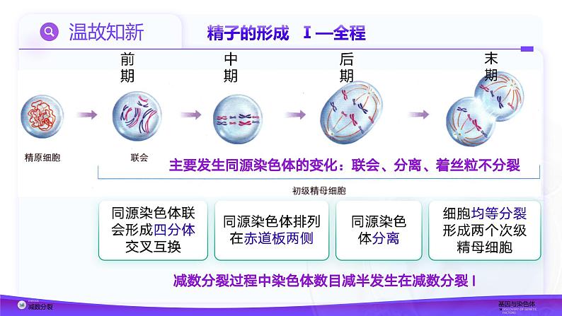 2.1.1 减数分裂（第2课时 卵细胞的形成及观察蝗虫精母细胞减数分裂装片）课件-2024-2025学年高一下学期生物（人教版2019必修2）第3页