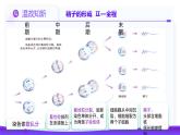 2.1.1 减数分裂（第2课时 卵细胞的形成及观察蝗虫精母细胞减数分裂装片）课件-2024-2025学年高一下学期生物（人教版2019必修2）