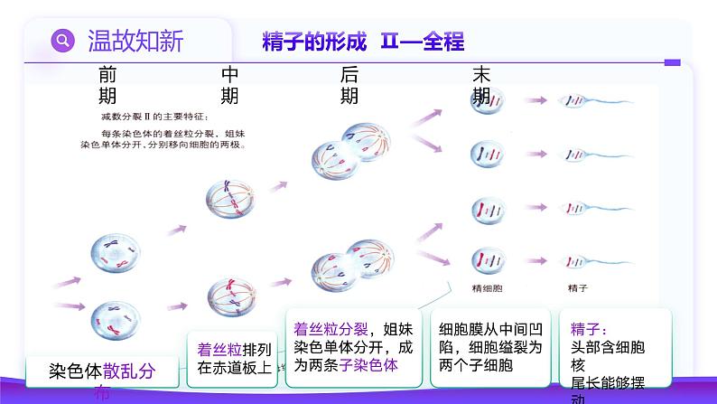 2.1.1 减数分裂（第2课时 卵细胞的形成及观察蝗虫精母细胞减数分裂装片）课件-2024-2025学年高一下学期生物（人教版2019必修2）第4页