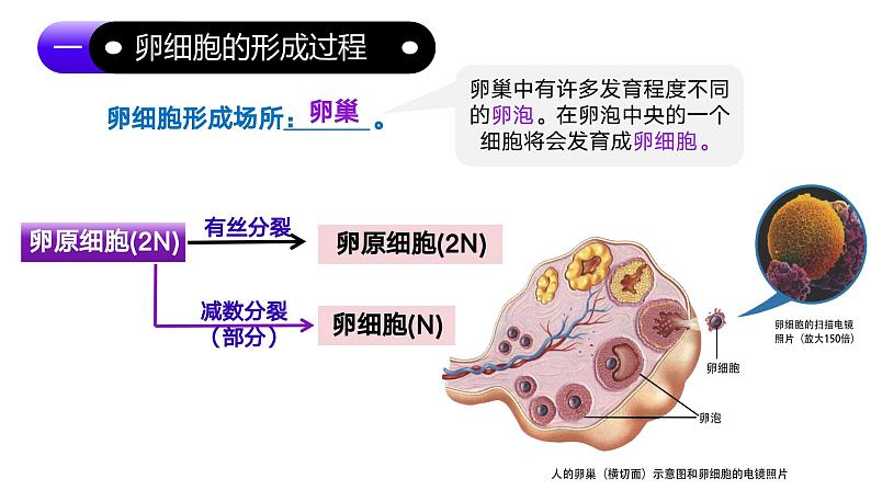 2.1.1 减数分裂（第2课时 卵细胞的形成及观察蝗虫精母细胞减数分裂装片）课件-2024-2025学年高一下学期生物（人教版2019必修2）第7页