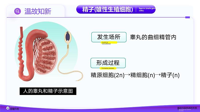 2.1.2 受精作用（教学课件）课件-2024-2025学年高一下学期生物（人教版2019必修2）第4页