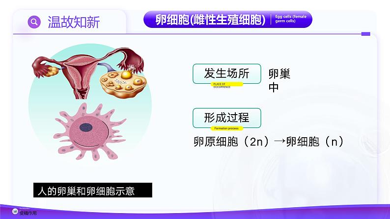 2.1.2 受精作用（教学课件）课件-2024-2025学年高一下学期生物（人教版2019必修2）第5页