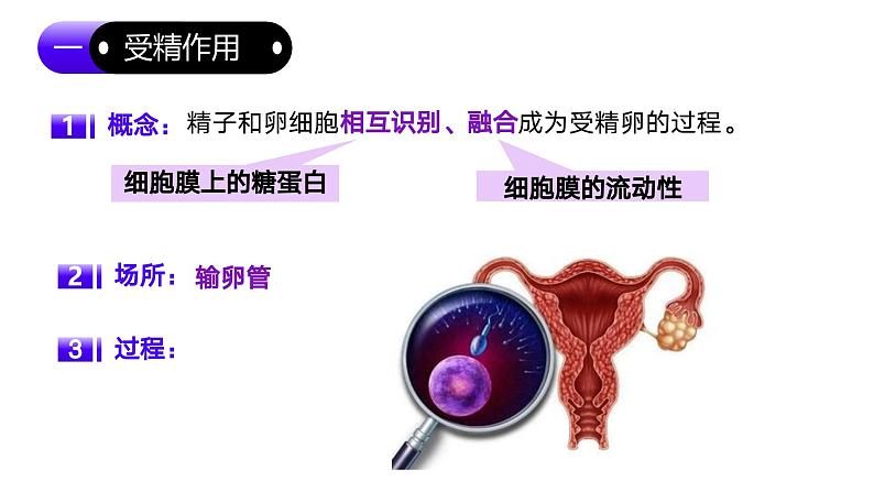 2.1.2 受精作用（教学课件）课件-2024-2025学年高一下学期生物（人教版2019必修2）第6页