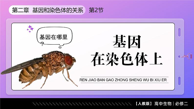 2.2基因在染色体上（课件）-2024-2025学年高一下学期生物（人教版2019必修2）第1页