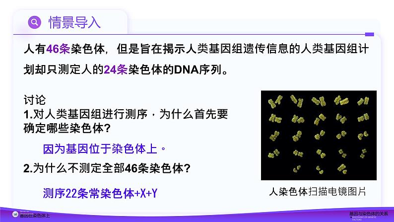 2.2基因在染色体上（课件）-2024-2025学年高一下学期生物（人教版2019必修2）第4页