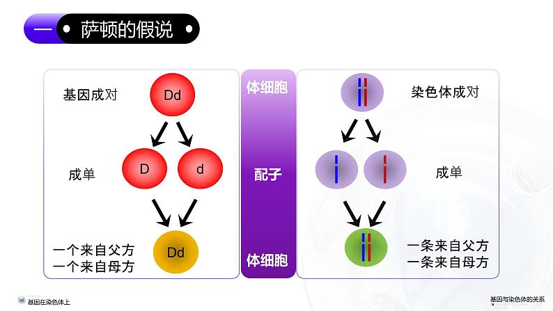 2.2基因在染色体上（课件）-2024-2025学年高一下学期生物（人教版2019必修2）第7页