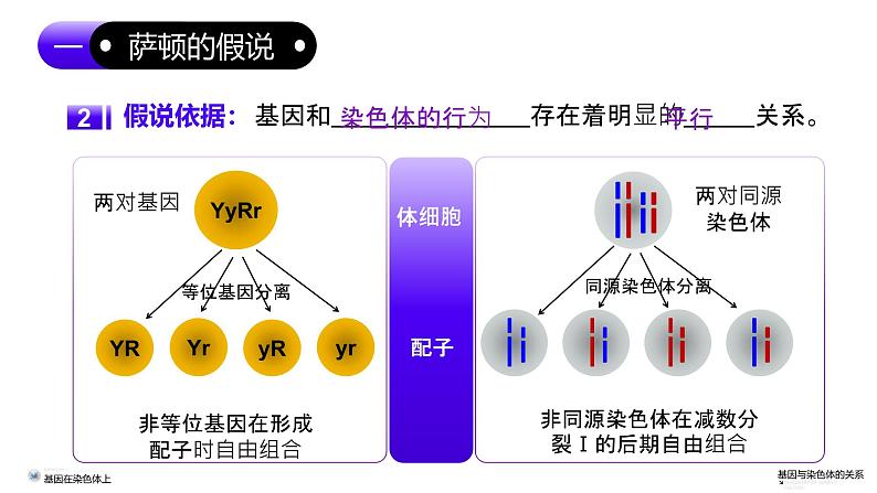 2.2基因在染色体上（课件）-2024-2025学年高一下学期生物（人教版2019必修2）第8页