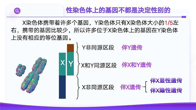 2.3 伴性遗传（第2课时）课件-2024-2025学年高一下学期生物（人教版2019必修2）第3页