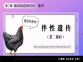 2.3 伴性遗传（第2课时）课件-2024-2025学年高一下学期生物（人教版2019必修2）