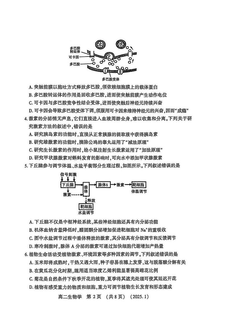 洛阳市2024-2025学年高二上学期期末生物试卷及答案第2页