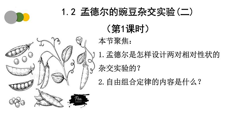 1.2 孟德尔的豌豆杂交实验（二）（第1课时）-2024-2025学年高一生物下学期精品课件（2019人教版必修2）第1页