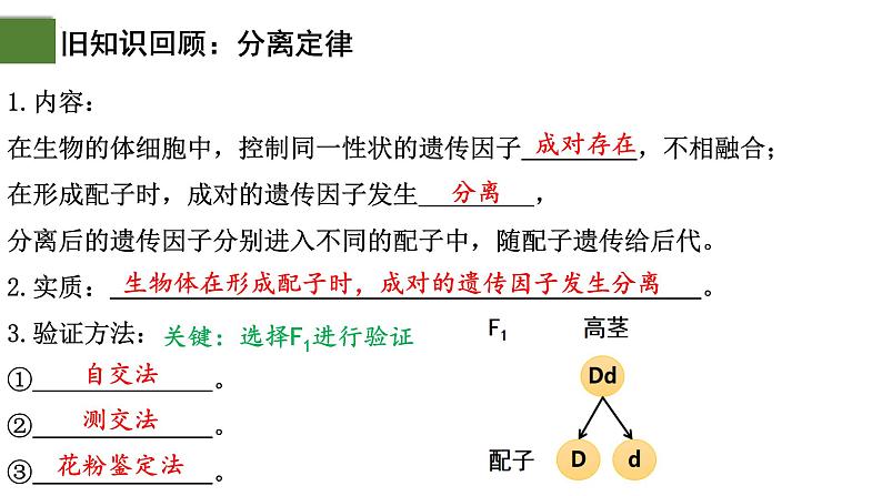 1.2 孟德尔的豌豆杂交实验（二）（第1课时）-2024-2025学年高一生物下学期精品课件（2019人教版必修2）第2页