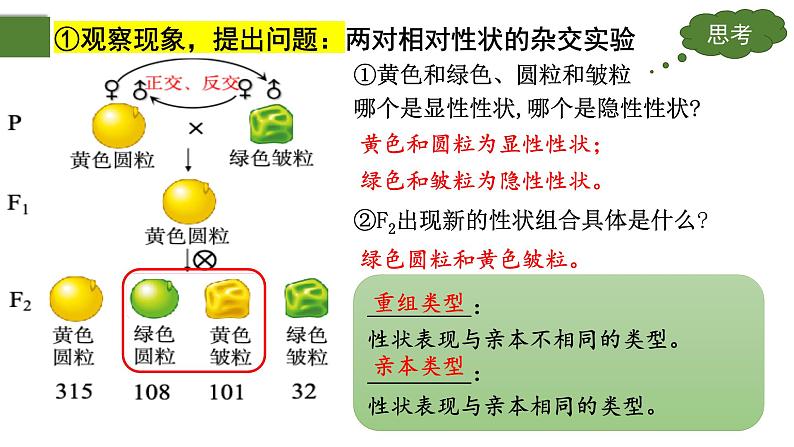 1.2 孟德尔的豌豆杂交实验（二）（第1课时）-2024-2025学年高一生物下学期精品课件（2019人教版必修2）第4页