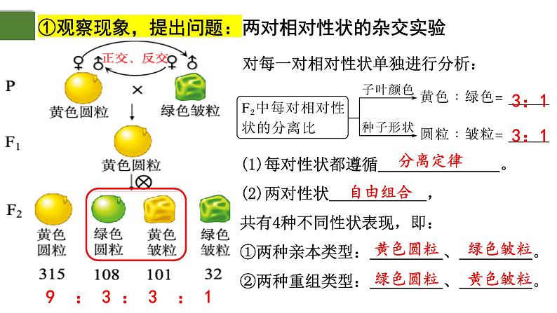 1.2 孟德尔的豌豆杂交实验（二）（第1课时）-2024-2025学年高一生物下学期精品课件（2019人教版必修2）第6页