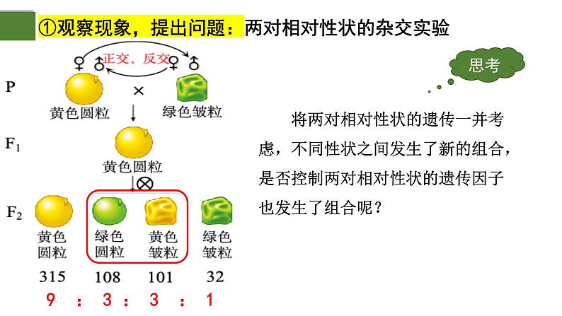 1.2 孟德尔的豌豆杂交实验（二）（第1课时）-2024-2025学年高一生物下学期精品课件（2019人教版必修2）第7页