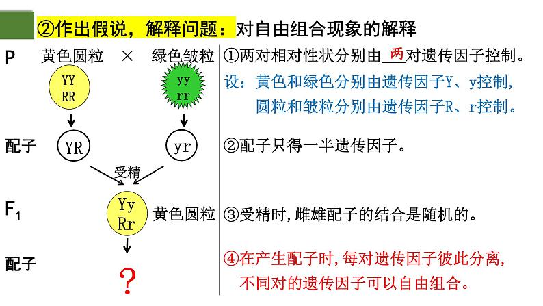 1.2 孟德尔的豌豆杂交实验（二）（第1课时）-2024-2025学年高一生物下学期精品课件（2019人教版必修2）第8页