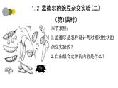 1.2 孟德尔的豌豆杂交实验（二）（第1课时）-2024-2025学年高一生物下学期精品课件（2019人教版必修2）