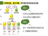 1.2 孟德尔的豌豆杂交实验（二）（第1课时）-2024-2025学年高一生物下学期精品课件（2019人教版必修2）