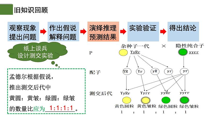 1.2 孟德尔的豌豆杂交实验（二）（第2课时）-2024-2025学年高一生物下学期精品课件（2019人教版必修2）第4页