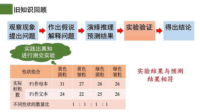 1.2 孟德尔的豌豆杂交实验（二）（第2课时）-2024-2025学年高一生物下学期精品课件（2019人教版必修2）第5页