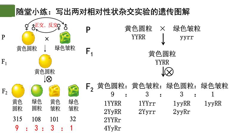 1.2 孟德尔的豌豆杂交实验（二）（第2课时）-2024-2025学年高一生物下学期精品课件（2019人教版必修2）第7页