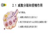 2.1 减数分裂和受精作用（第1课时）-2024-2025学年高一生物下学期精品课件（2019人教版必修2）