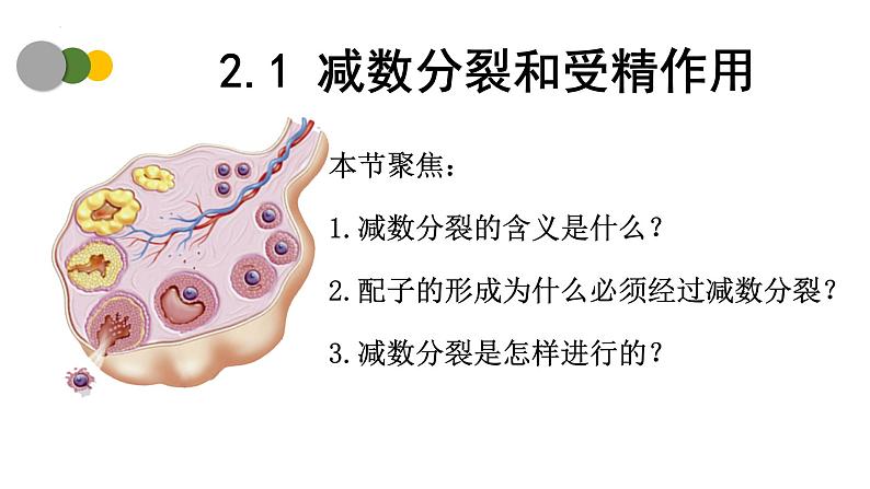 2.1 减数分裂和受精作用（第1课时）-2024-2025学年高一生物下学期精品课件（2019人教版必修2）第1页