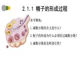 2.1 减数分裂和受精作用（第1课时）-2024-2025学年高一生物下学期精品课件（2019人教版必修2）