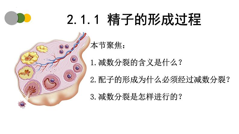 2.1 减数分裂和受精作用（第1课时）-2024-2025学年高一生物下学期精品课件（2019人教版必修2）第2页