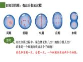 2.1 减数分裂和受精作用（第1课时）-2024-2025学年高一生物下学期精品课件（2019人教版必修2）