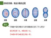 2.1 减数分裂和受精作用（第1课时）-2024-2025学年高一生物下学期精品课件（2019人教版必修2）