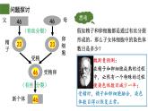 2.1 减数分裂和受精作用（第1课时）-2024-2025学年高一生物下学期精品课件（2019人教版必修2）
