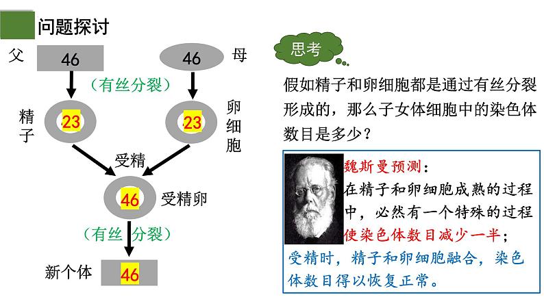 2.1 减数分裂和受精作用（第1课时）-2024-2025学年高一生物下学期精品课件（2019人教版必修2）第5页