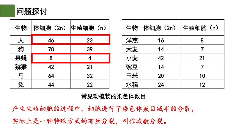 2.1 减数分裂和受精作用（第1课时）-2024-2025学年高一生物下学期精品课件（2019人教版必修2）第6页